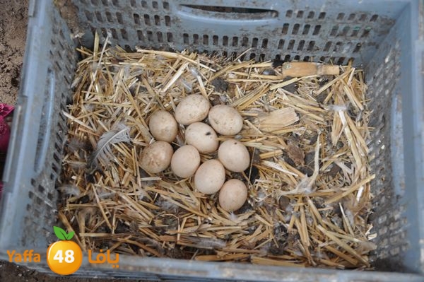 kidrawdaanimals510 (5).JPG